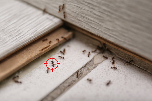 Best Commercial Pest Control Services  in Wyboo, SC