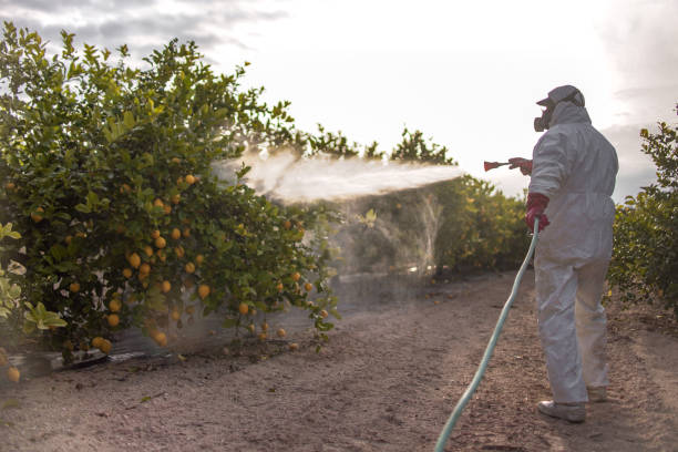 Best Mosquito Control Services  in Wyboo, SC