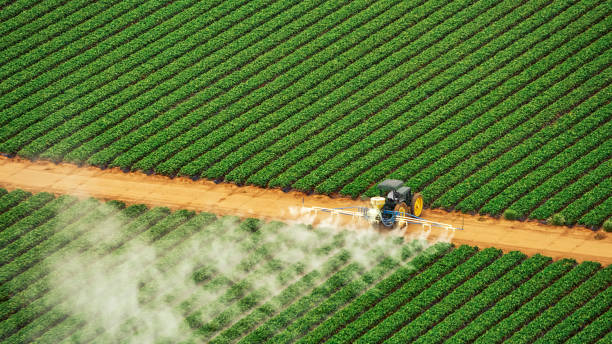 Best Pest Removal Services  in Wyboo, SC