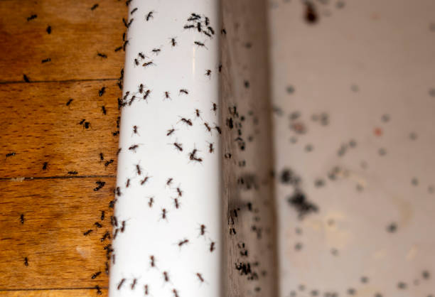 Best Pest Control for Businesses  in Wyboo, SC