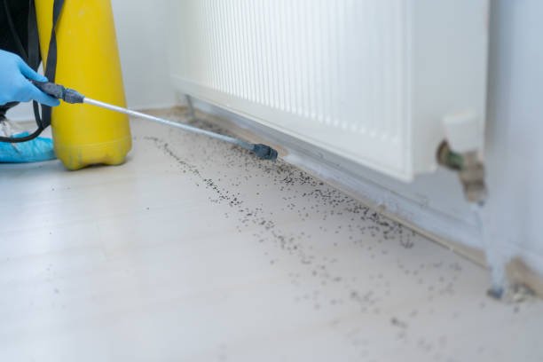 Best Flea Control Services  in Wyboo, SC