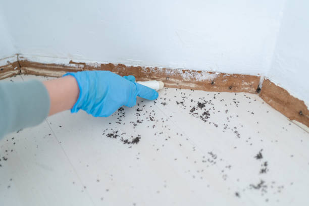 Best Local Pest Control Services  in Wyboo, SC