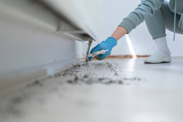 Best Affordable Exterminators  in Wyboo, SC